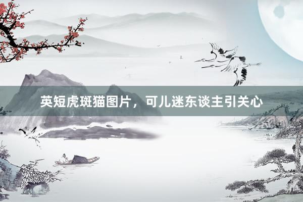 英短虎斑猫图片，可儿迷东谈主引关心